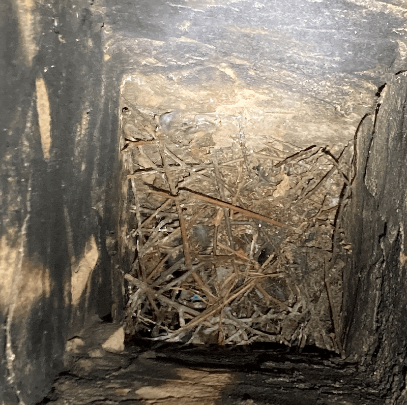 Bird nest in chimney